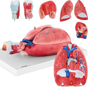 Physa Model anatomiczny układu oddechowego krtani tchawicy serca płuc 7 elementów skala 1:1 1