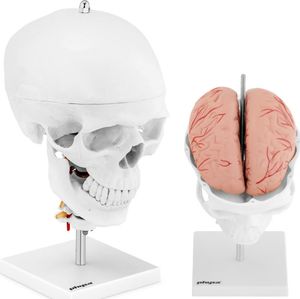 Physa Model anatomiczny 3D czaszki człowieka z mózgiem 7 kręgami skala 1:1 (1011912) 1