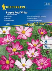 Kiepenkerl Kosmos Podwójnie Pierzasty 'Purple Red White' Nasiona Kiepenkerl 1