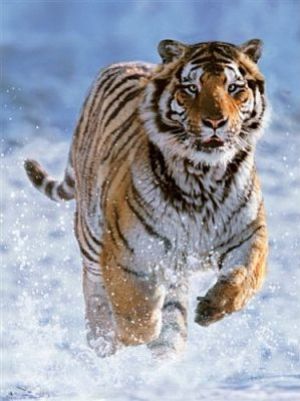 Ravensburger 500 Tygrys w Śniegu - PR-144754 1