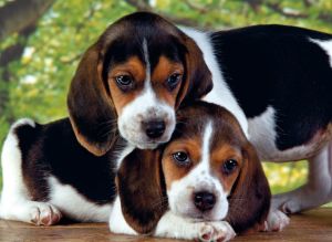 Clementoni 500 EL. Pieski (30289) 2