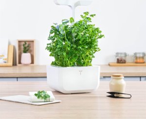 Veritable Nasiona Bio kolendra, Véritable 12