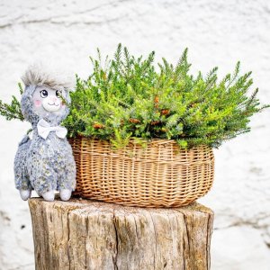 InnoGio INNOGIO MASKOTKA ALPAKA SZARA 30 cm 5