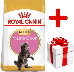 Royal Canin ROYAL CANIN Maine Coon Kitten 10kg + niespodzianka dla kota GRATIS! 1