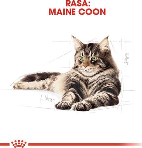 Royal Canin ROYAL CANIN Maine Coon Adult saszetka 24x85g (Sos) 2