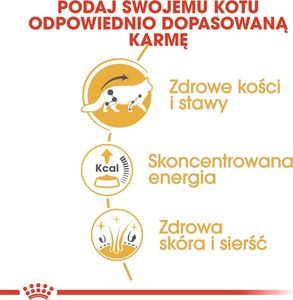 Royal Canin ROYAL CANIN Maine Coon Adult saszetka 24x85g (Sos) 4