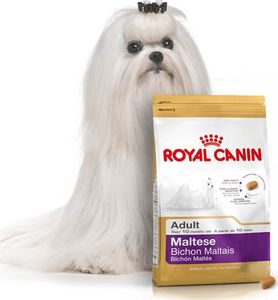 Royal Canin Maltese Adult, karma sucha dla psów dorosłych rasy maltańczyk + Barry King lis pluszowy 1,5 kg 2
