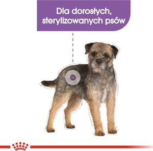 Royal Canin ROYAL CANIN CCN Mini Sterilised 8kg + niespodzianka dla psa GRATIS! 4