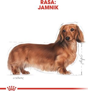 Royal Canin ROYAL CANIN Dachshund 7,5kg karma sucha dla psów dorosłych rasy jamnik + niespodzianka dla psa GRATIS! 8