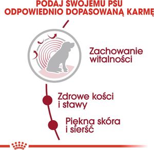 Royal Canin ROYAL CANIN Medium Ageing 10+ 15kg karma sucha dla psów dojrzałych po 10 roku życia, ras średnich + niespodzianka dla psa GRATIS! 7