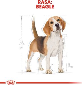 Royal Canin ROYAL CANIN Beagle Adult 2x12kg karma sucha dla psów dorosłych rasy beagle 10