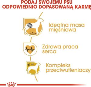 Royal Canin ROYAL CANIN Boxer Adult 12kg karma sucha dla psów dorosłych rasy bokser 12