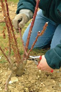 Sekator Felco 10 Classic kowadełkowy 2