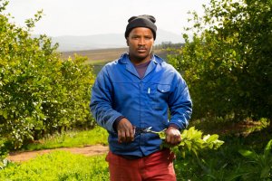 Sekator Felco 5 Classic nożycowy 5