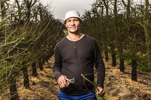 Sekator Felco 4 Classic nożycowy 2