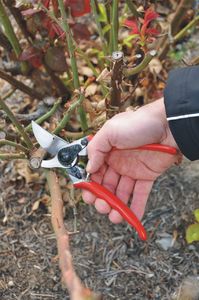 Sekator Felco 11 Classic nożycowy 2