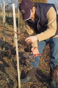 Sekator Felco 11 Classic nożycowy 3