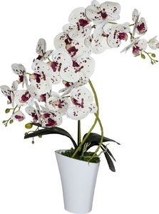 Tajemniczy ogród Storczyk 3 pędy Wenus 2