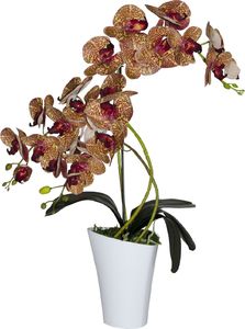 Tajemniczy ogród Storczyk 3 pędy Wenus 3