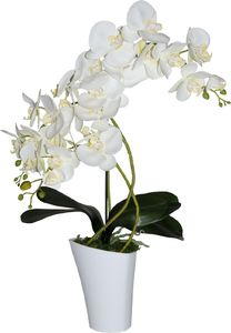 Tajemniczy ogród Storczyk 3 pędy Wenus 4