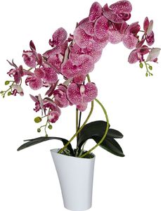 Tajemniczy ogród Storczyk 3 pędy Wenus 5