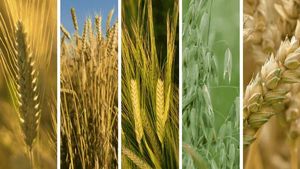 Kawa mielona Delecta KAWA ZBOŻOWA EKSPRESOWA ANATOL MOCNA 147G 14006 4