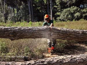 Piła łańcuchowa Oleo-Mac GS 651 Profi 5.2 KM 63.4 cm3 46 cm 6