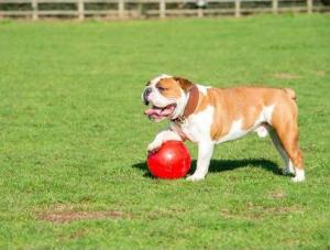 Boomer Ball BOOMER BALL roz.M "6" 15cm CZERWONA 4