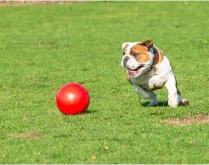 Boomer Ball BOOMER BALL roz.M "6" 15cm CZERWONA 5