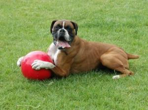 Boomer Ball BOOMER BALL roz.M "6" 15cm CZERWONA 6