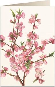 Tassotti Karnet B6 + koperta 5543 Kwiat brzoskwini 1