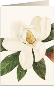 Tassotti Karnet B6 + koperta 5601 Kwiat magnolii 1