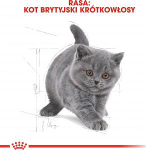 Royal Canin British Shorthair Kitten karma sucha dla kociąt, do 12 miesiąca, rasy brytyjski krótkowłosy 10kg 7