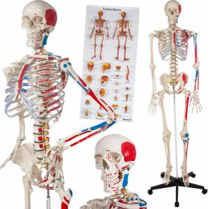 Tectake Szkielet Anatomiczny z Mięśniami i Kośćmi, Ponumerowany 1