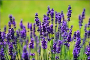 Clean Air Optima OLEJEK LAVENDOWY CLEAN AIR OPTIMA 3