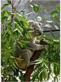 Clean Air Optima OLEJEK EUKALIPTUSOWY CLEAN AIR OPTIMA 3