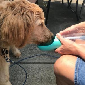 petfan Butelka na wodę PETFAN PF-550G uniw 6