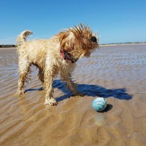 DoggyVillage Kula z kolorową iluminacją Doggy Village MT7105 FRANTIC ORB MT7105 interaktywna, ruchoma 4