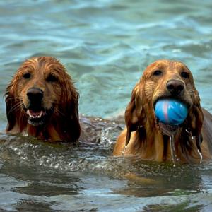 DoggyVillage Kula z kolorową iluminacją Doggy Village MT7105 FRANTIC ORB MT7105 interaktywna, ruchoma 5