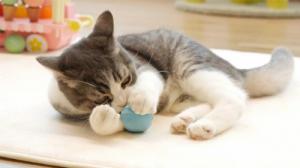 DoggyVillage Piłeczka dla psów bardzo małych i kotów Doggy Village MT7111B FRANTIC ORB MINI interaktywna, ruchoma, niebieska 3