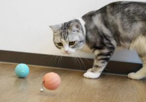 DoggyVillage Piłeczka dla psów bardzo małych i kotów Doggy Village MT7111B FRANTIC ORB MINI interaktywna, ruchoma, niebieska 5