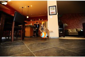 Chuckit! INDOOR BALL (213201) 4