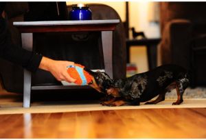 Chuckit! INDOOR BALL (213201) 6