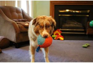 Chuckit! INDOOR BALL (213201) 7