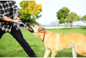 Chuckit! ULTRA TUG LARGE (231301) 3