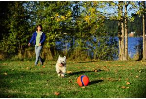 Chuckit! KICK FETCH SMALL (251101) 2