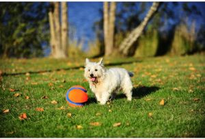 Chuckit! KICK FETCH SMALL (251101) 4