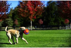 Chuckit! KICK FETCH SMALL (251101) 7