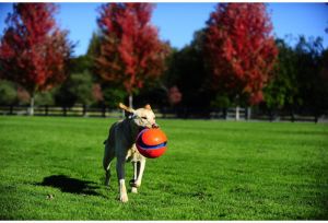 Chuckit! KICK FETCH SMALL (251101) 8