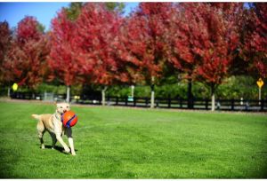 Chuckit! KICK FETCH LARGE (251201) 3